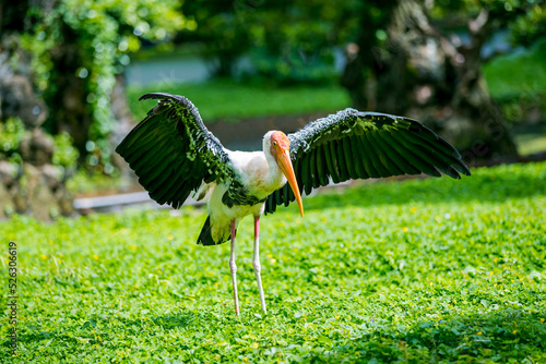 Wallpaper Mural Old bird basking in the sun Torontodigital.ca