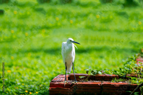 Wallpaper Mural Lonely white stork Torontodigital.ca
