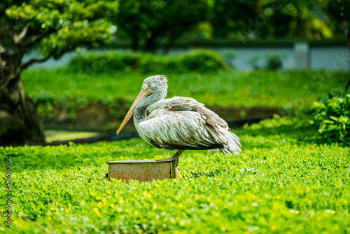 Wallpaper Mural Baby pelicans sunbathing Torontodigital.ca