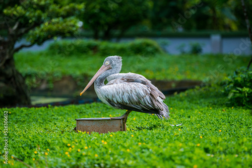Wallpaper Mural Baby pelicans sunbathing Torontodigital.ca