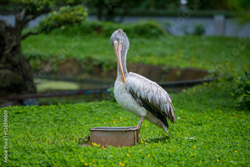 Wallpaper Mural Baby pelicans sunbathing Torontodigital.ca