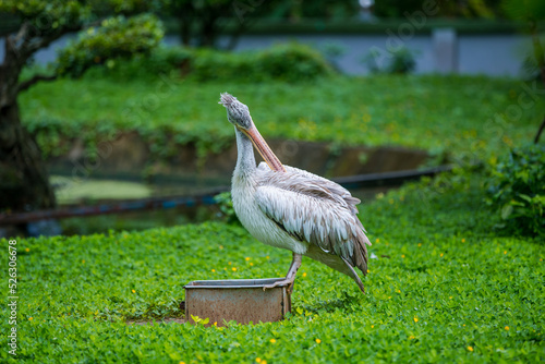 Wallpaper Mural Baby pelicans sunbathing Torontodigital.ca