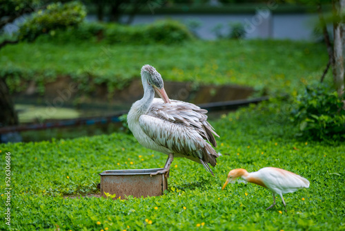 Wallpaper Mural Baby pelicans sunbathing Torontodigital.ca