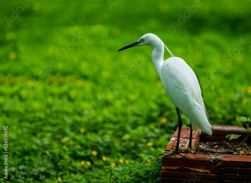 Wallpaper Mural Lonely white stork Torontodigital.ca