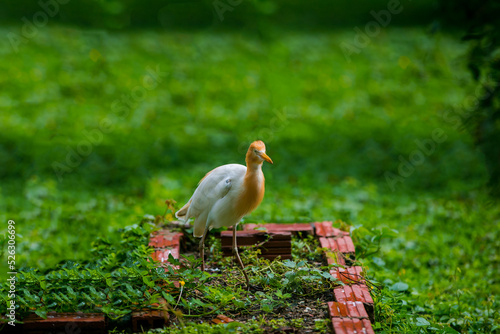 Wallpaper Mural Cute little stork Torontodigital.ca
