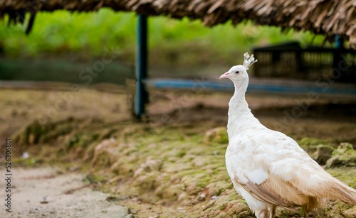 Wallpaper Mural The peacock is bewildered Torontodigital.ca