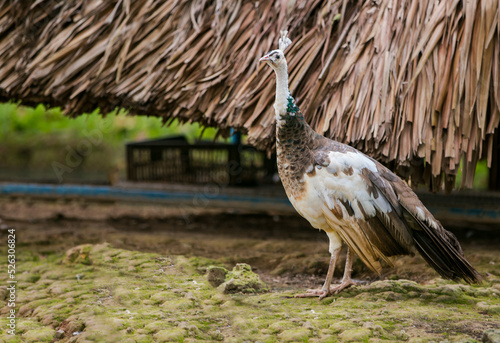 Wallpaper Mural The peacock is bewildered Torontodigital.ca