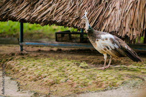 Wallpaper Mural The peacock is bewildered Torontodigital.ca
