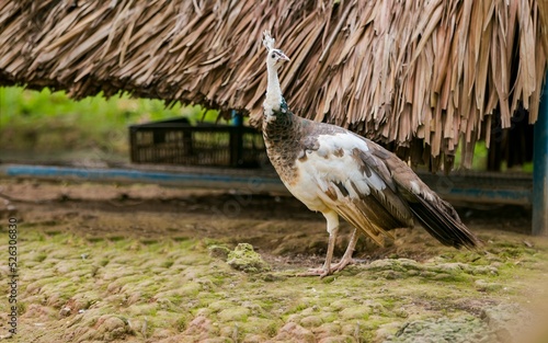Wallpaper Mural The peacock is bewildered Torontodigital.ca