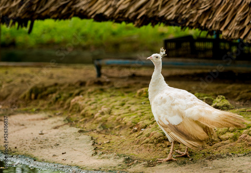 Wallpaper Mural The peacock is bewildered Torontodigital.ca