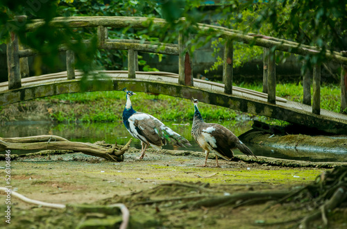 Wallpaper Mural Happy peacock couple Torontodigital.ca