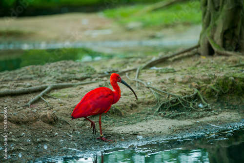Wallpaper Mural Cute red bird Torontodigital.ca