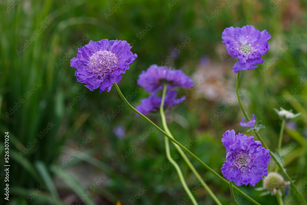 Blue flower of Scabiosa caucasica Deep Blue in garden Blue flower of Scabiosa caucasica Deep Blue in garden