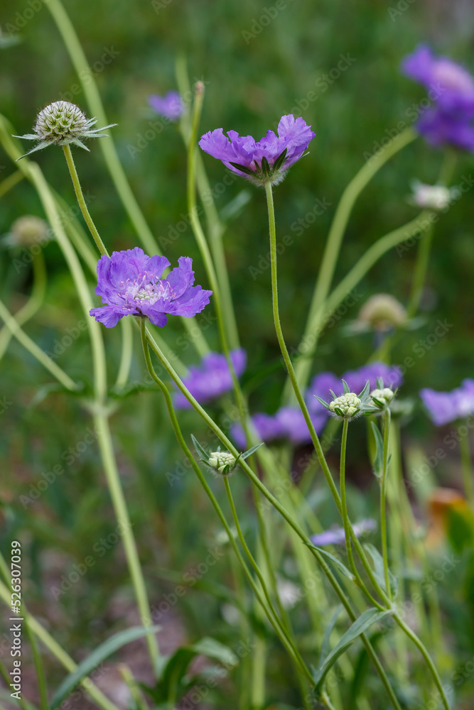 Blue flower of Scabiosa caucasica Deep Blue in garden Blue flower of Scabiosa caucasica Deep Blue in garden
