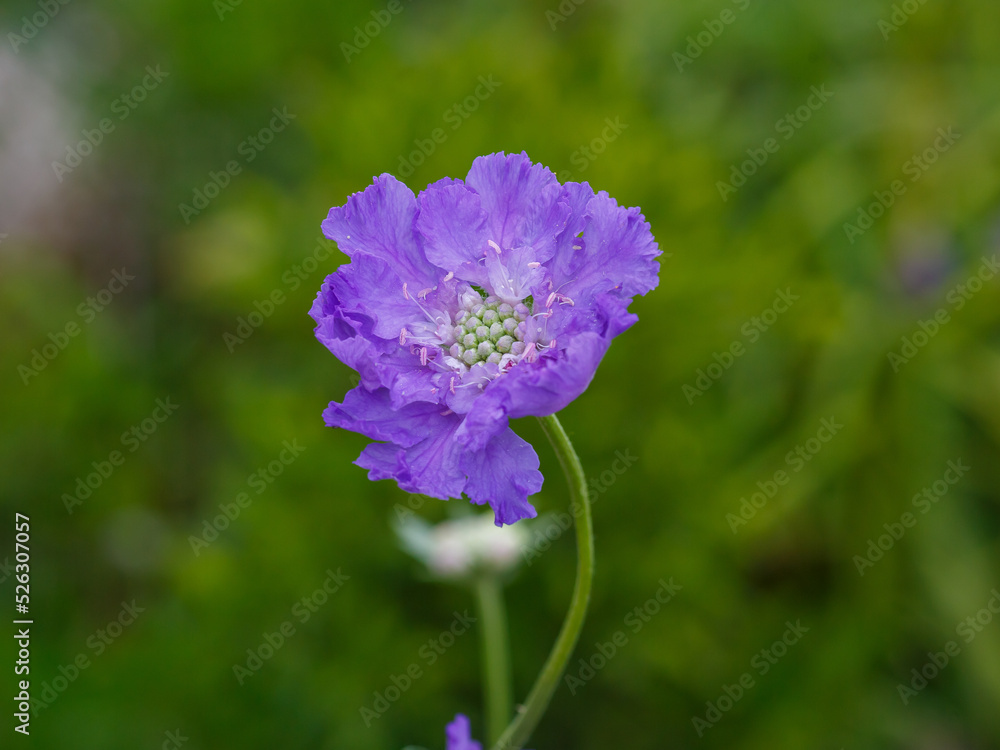 Blue flower of Scabiosa caucasica Deep Blue in garden Blue flower of Scabiosa caucasica Deep Blue in garden