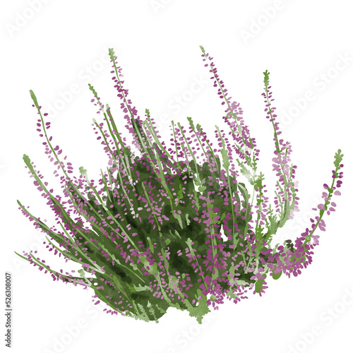 Watercolor purple meadow flowers. bouquet PNG