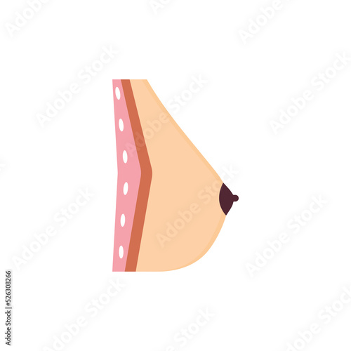 Anatomical drawing. Healthy female breasts.