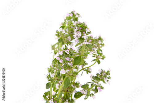 Thyme plant flowers isolated on white background. Thyme herbal tea