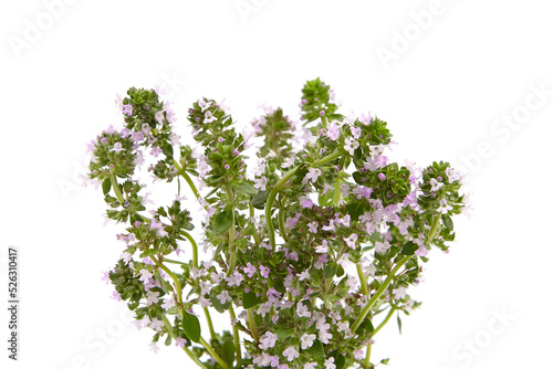 Thyme plant flowers isolated on white background. Thyme herbal tea