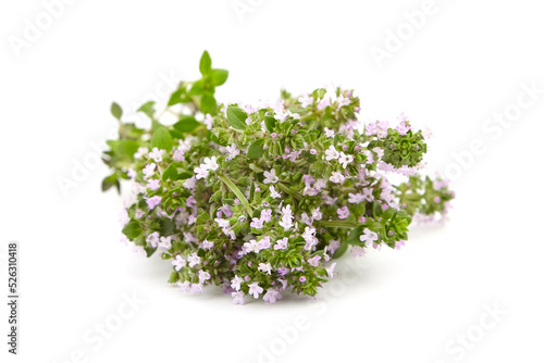 Thyme plant flowers isolated on white background. Thyme herbal tea