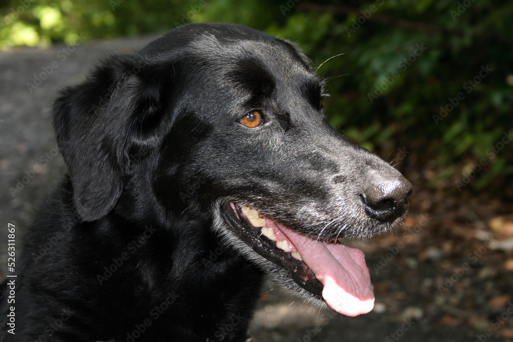 Hund / Dog / Canis Hund / Dog / Canis