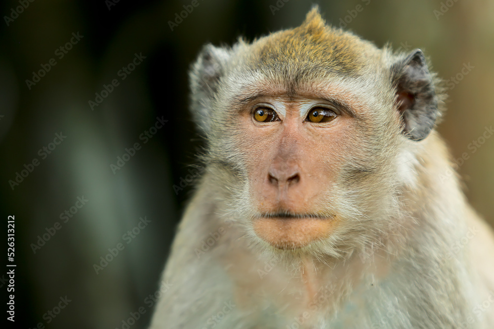daydreaming monkey expression portrait on clear background