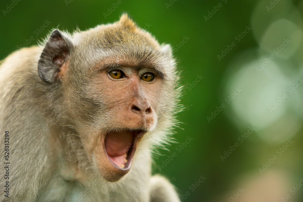 angry monkey expression portrait on green background angry monkey expression portrait on green background