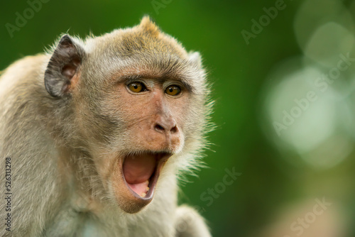 angry monkey expression portrait on green background
