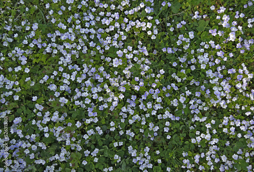 Undersized flowers covered meadow with young lawn grass top view