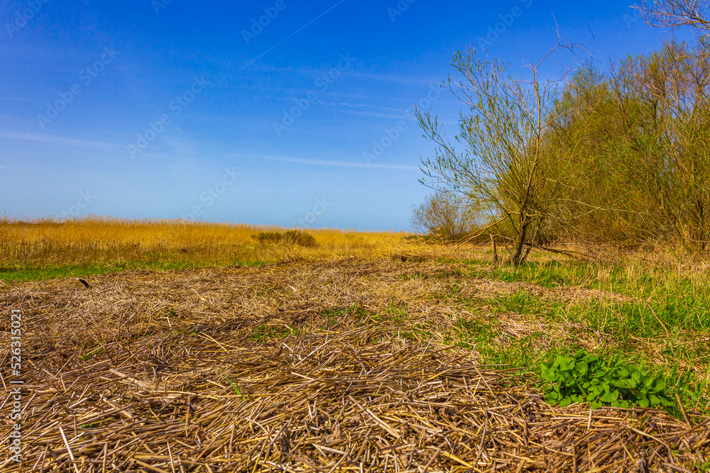 Fototapeta premium Wadden sea tidelands coast forest trees landscape Lower Saxony Germany.