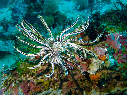 Black and white sea lily on a coral reef underwater.