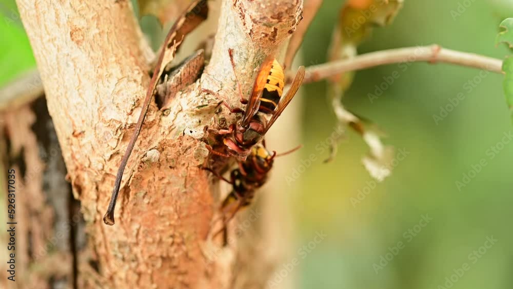 European hornets eating and foraging bark and sap of Lilac branch European hornets eating and foraging bark and sap of Lilac branch