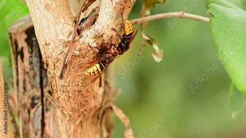 European hornets eating and foraging bark and sap of Lilac branch  photo