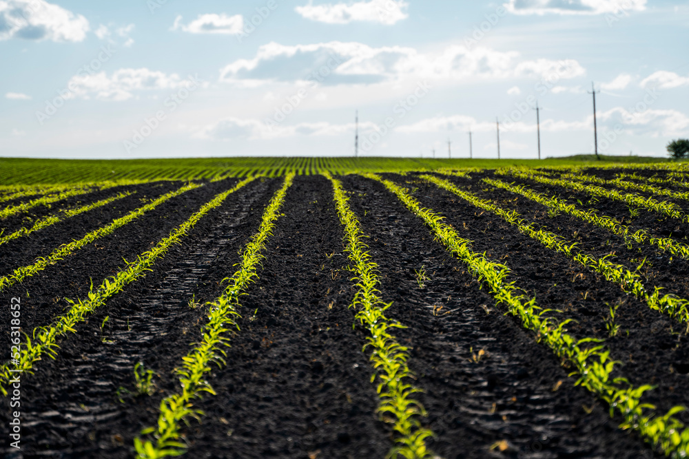 Rows of young corn shoots on a cornfield. Agriculture. Growing sweet corn.