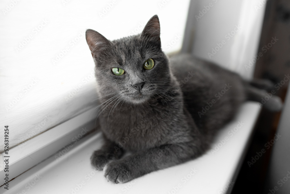 beautiful gray russian blue cat with yellow-green eyes lies