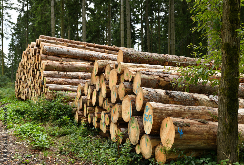 Holzstoß im Wald