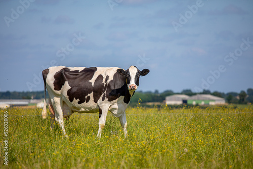 Vache en pleine nature devant les b  timents agricoles de la ferme.