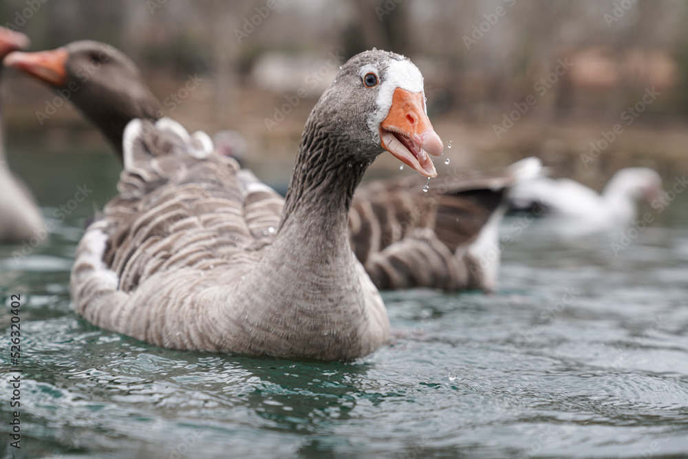 Obraz premium Pato en un lago