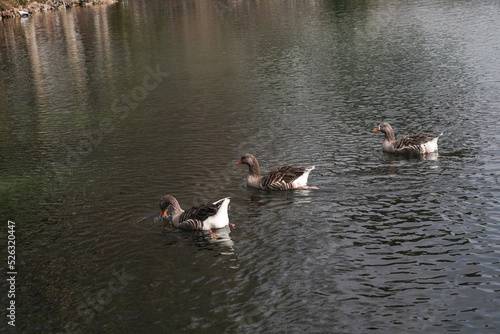 Pato en un lago