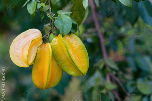 Organic Fresh Star fruit or Carambola Averrhoa carambola on the Tree
