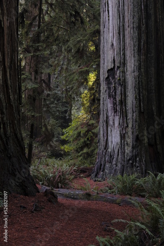 Redwood tree with red pine path © Anthony