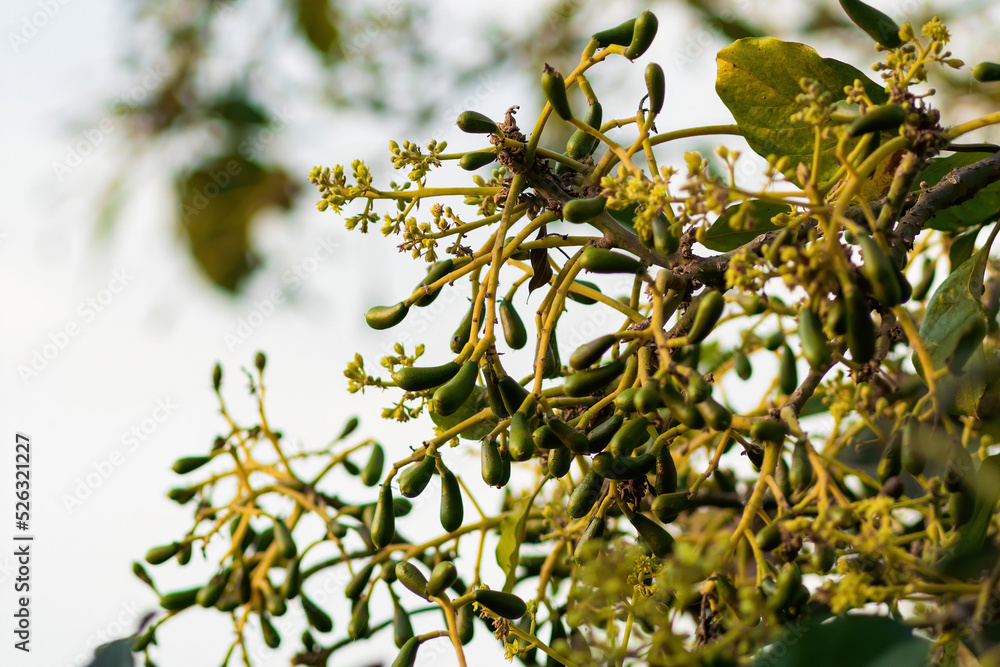 Buds of new leaves, flowers and baby fruit of an avocado tree Buds of new leaves, flowers and baby fruit of an avocado tree