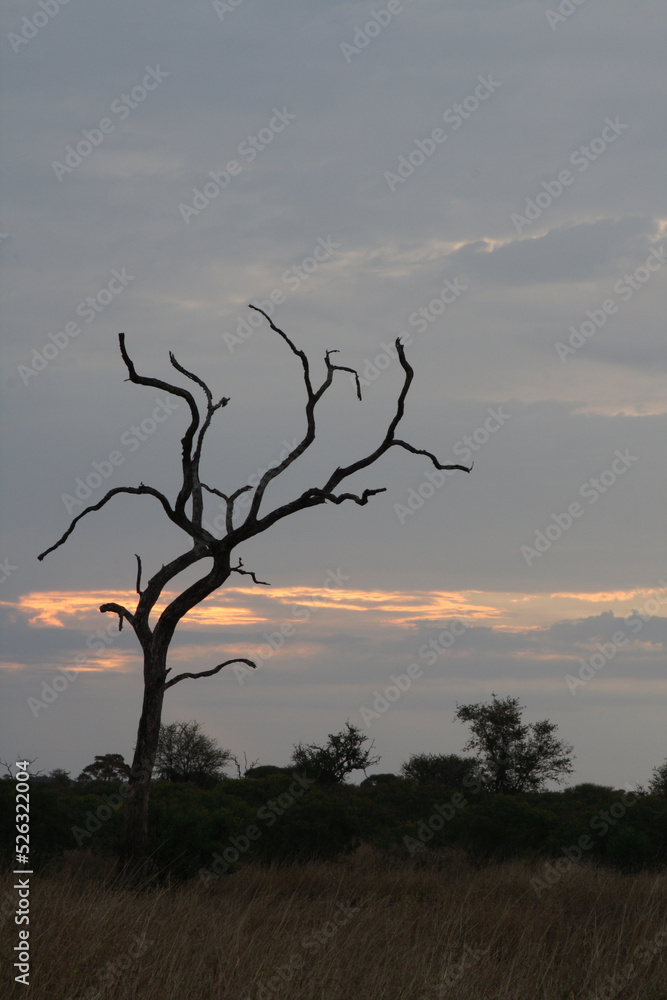 Obraz premium Sonnenuntergang Krüger Park Südafrika / Sundown Kruger Park South Africa /