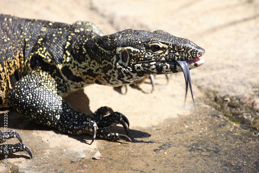 Nilwaran / Nile Monitor / Varanus niloticus Nilwaran / Nile Monitor / Varanus niloticus