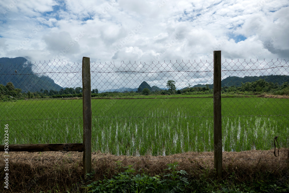 Rice field in Feuang District of Vientiane Province, Laos