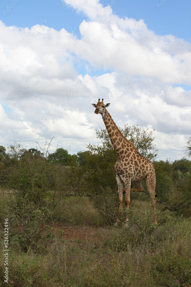 Fototapeta premium Giraffe / Giraffe / Giraffa Camelopardalis