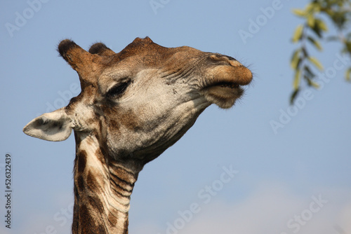 Photography Giraffe / Giraffe / Giraffa Camelopardalis