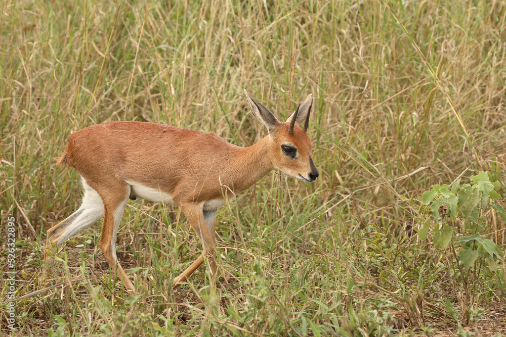 Fototapeta premium Afrikanischer Steinbock / Steenbok / Raphicerus campestris
