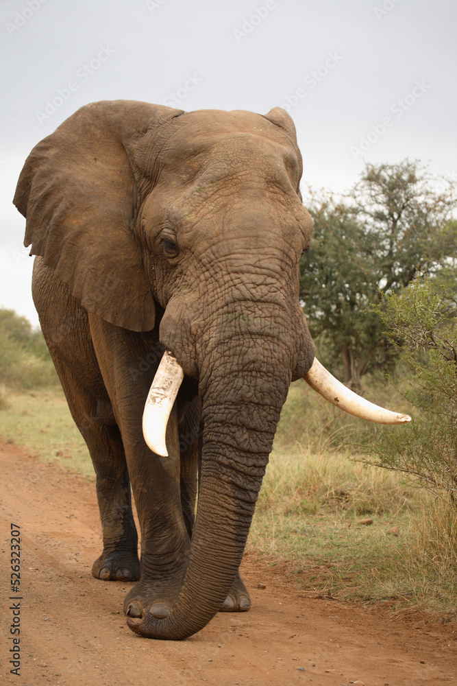 Fototapeta premium Afrikanischer Elefant / African elephant / Loxodonta africana