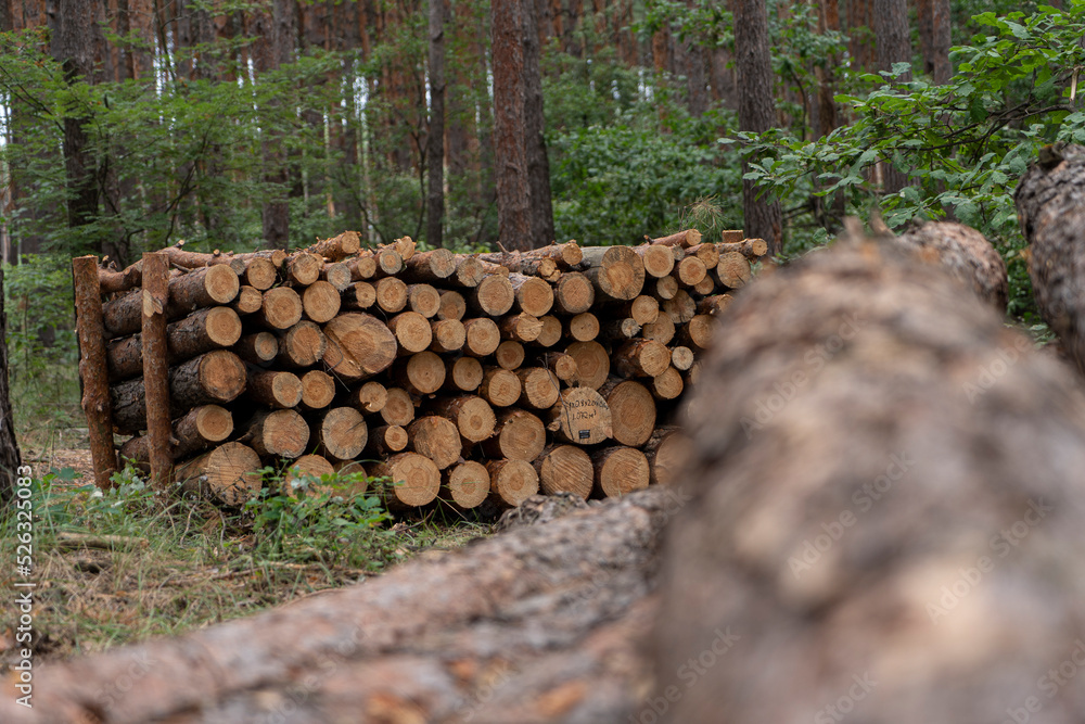 pine forest with harvested firewood lying in the forest. Logging of firewood for winter